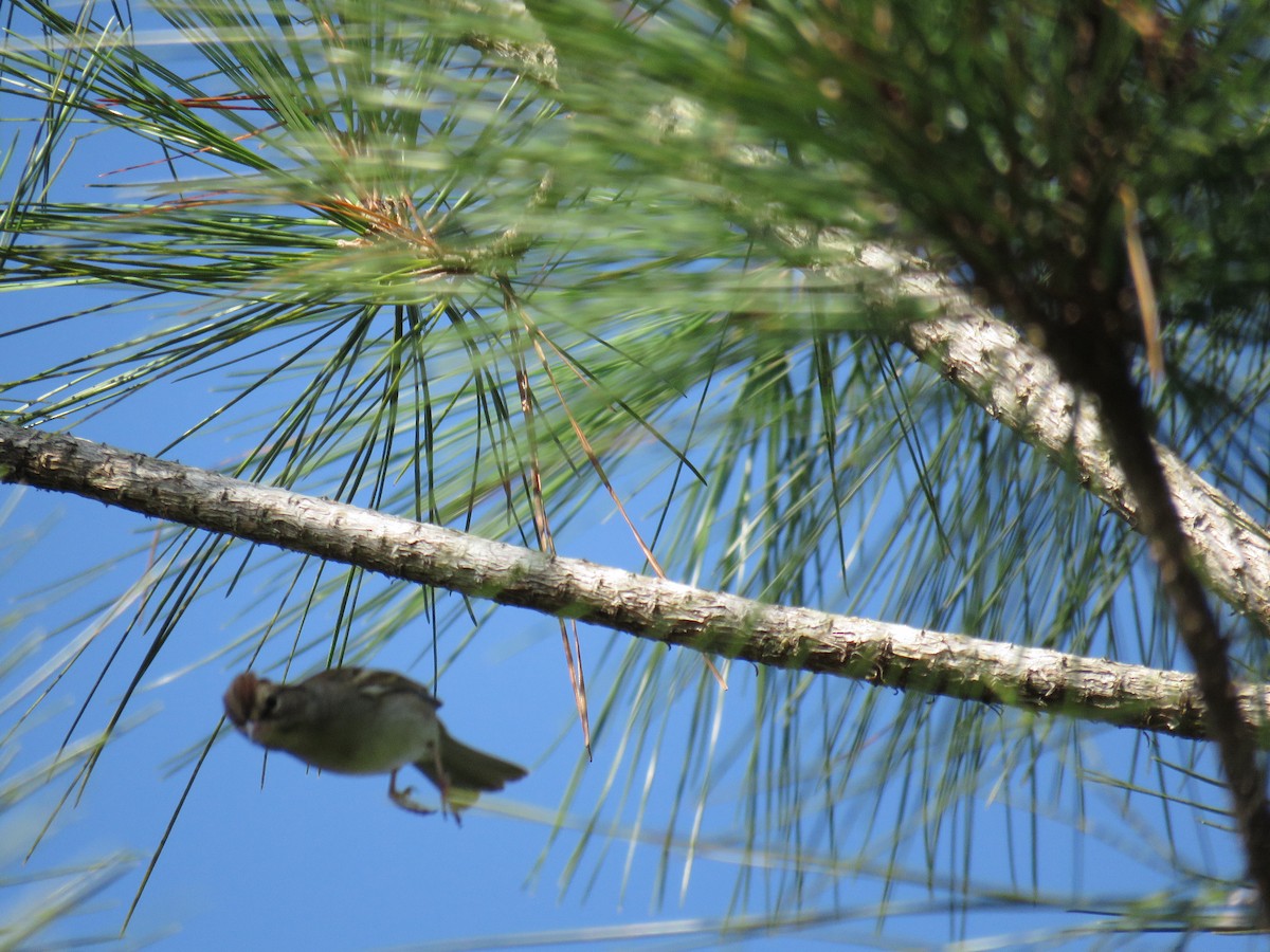 Chipping Sparrow - ML626771740