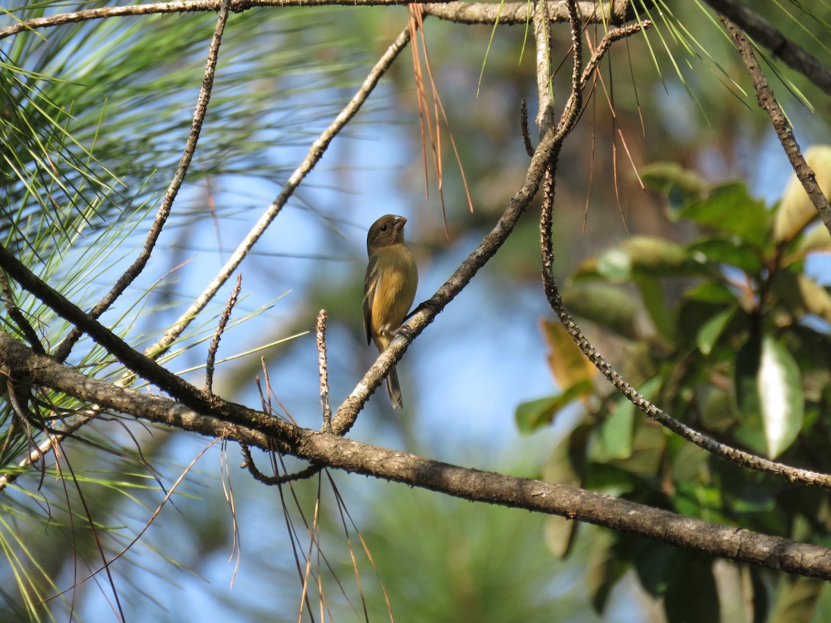 Morelet's Seedeater - ML626771745