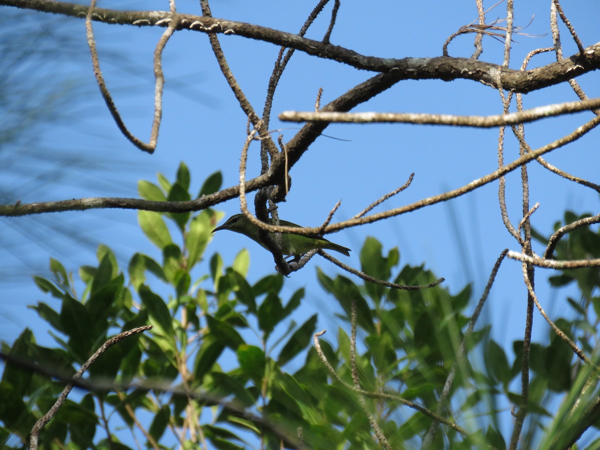 Red-legged Honeycreeper - ML626771754