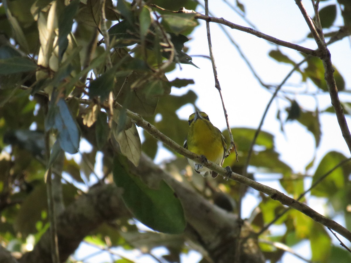 Yellow-throated Vireo - ML626771760