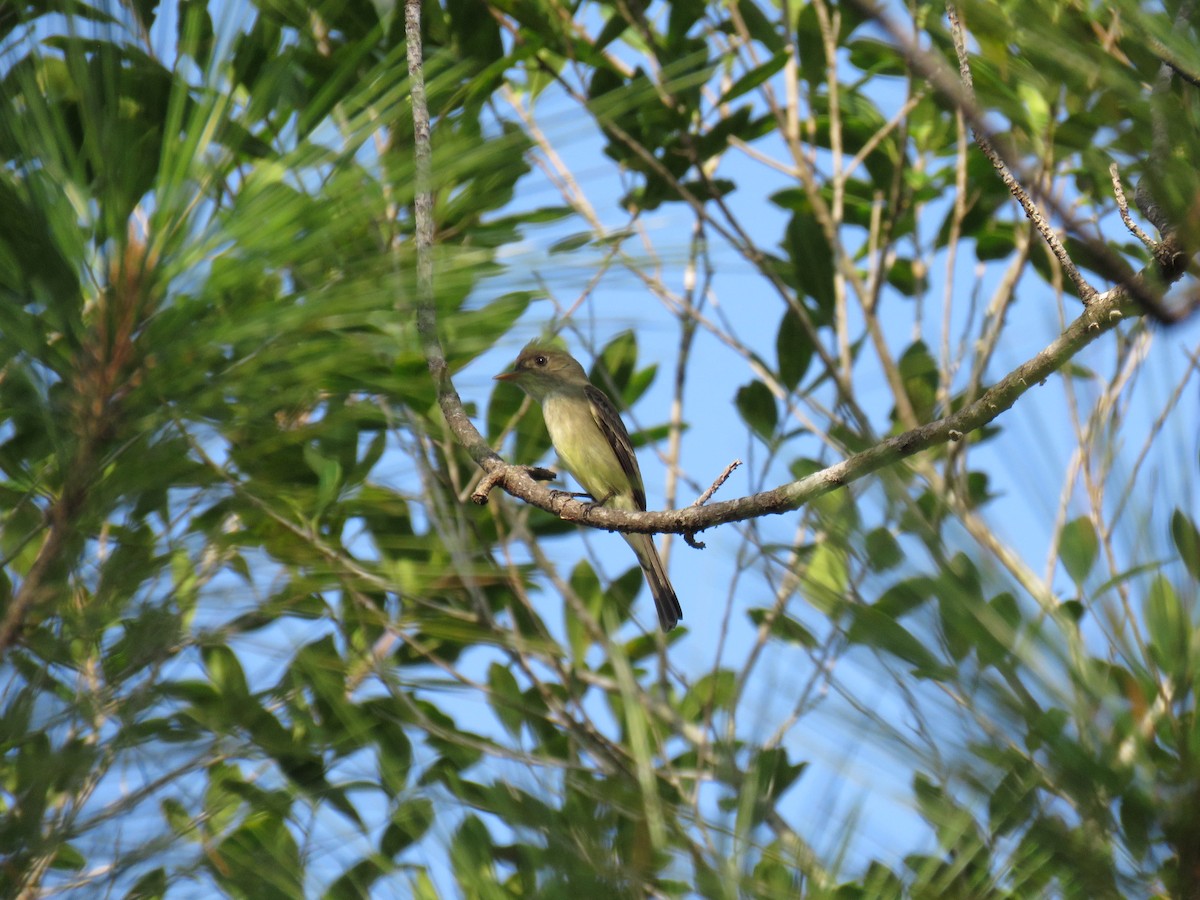 Northern Tropical Pewee - ML626771783