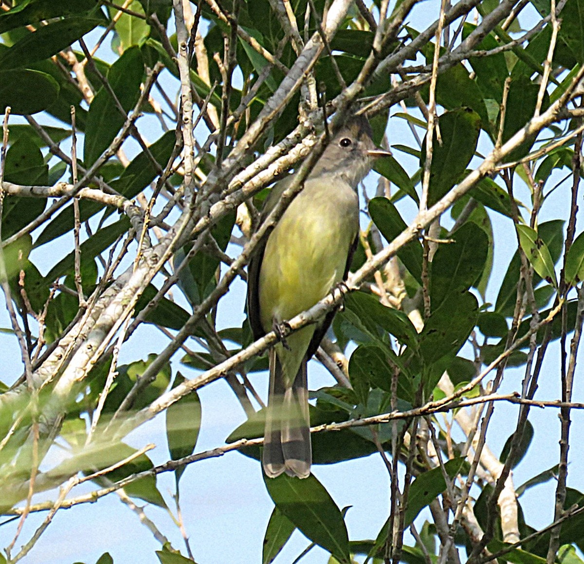 Yellow-bellied Elaenia - ML626771870