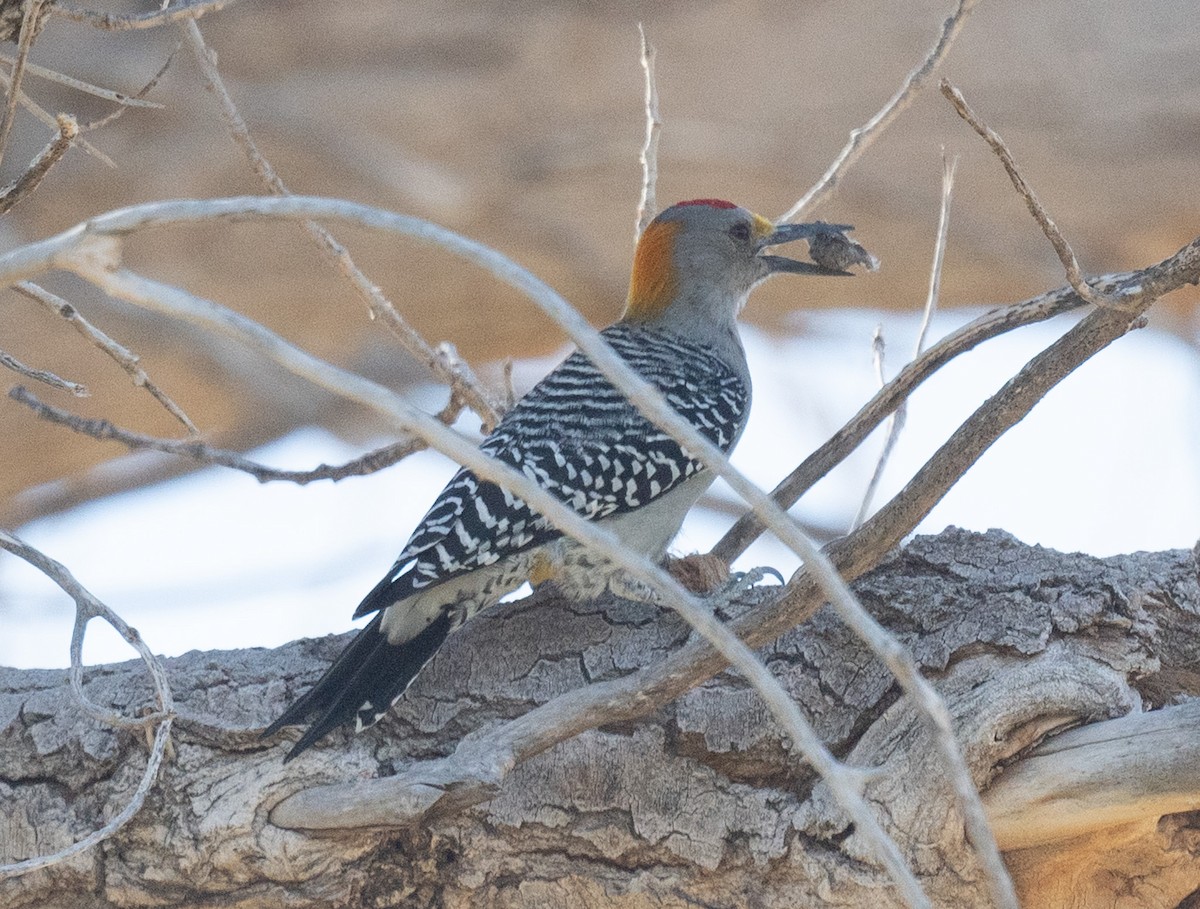 Golden-fronted Woodpecker - ML626771871