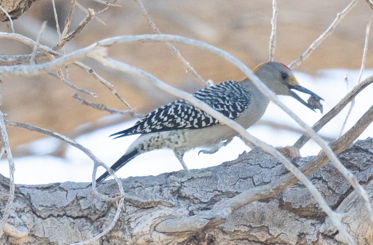 Golden-fronted Woodpecker - ML626771872