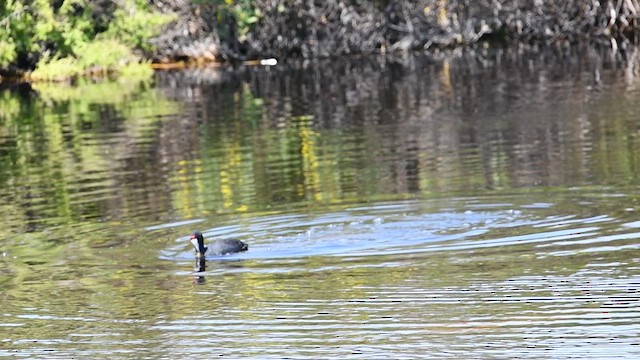 Red-knobbed Coot - ML626771928