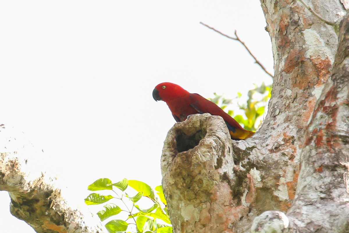 Tanimbar Eclectus - ML626771936