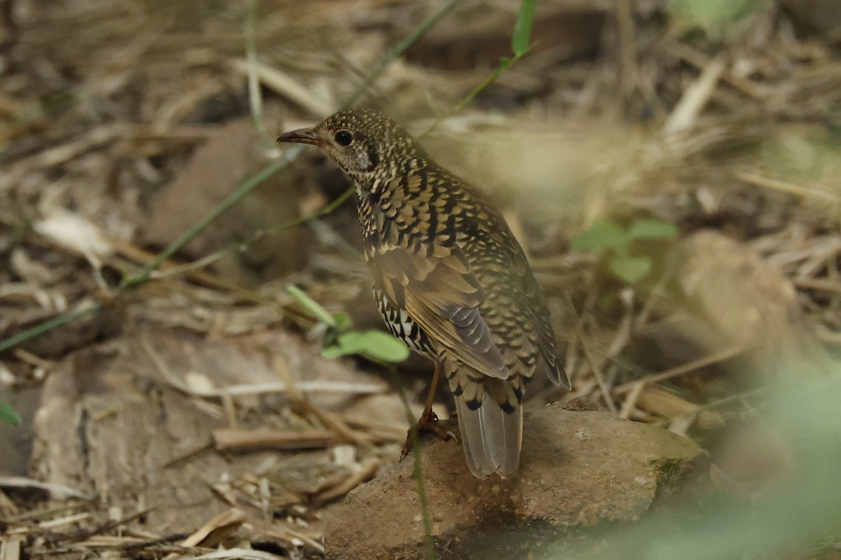 虎斑地鶇 - ML626772055