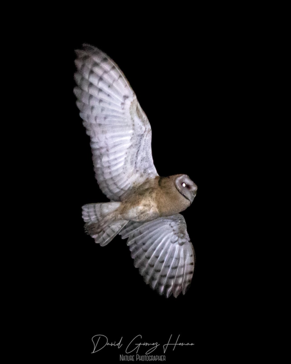 American Barn Owl - ML626772307