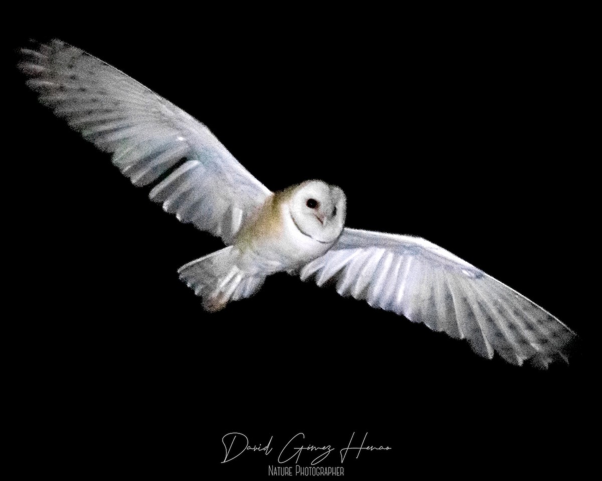 American Barn Owl - ML626772308