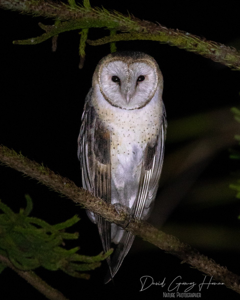 American Barn Owl - ML626772309