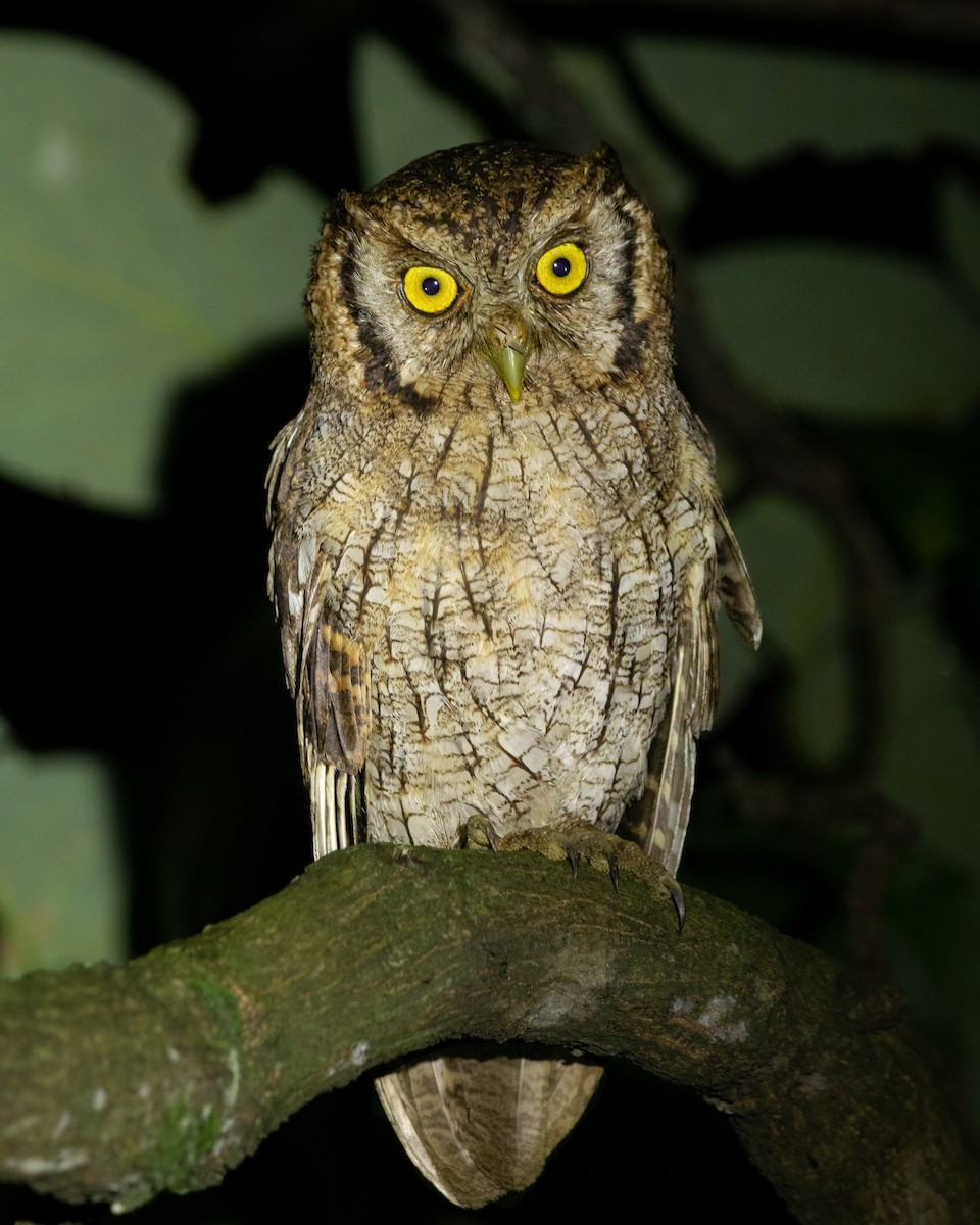 Tropical Screech-Owl - ML626772355
