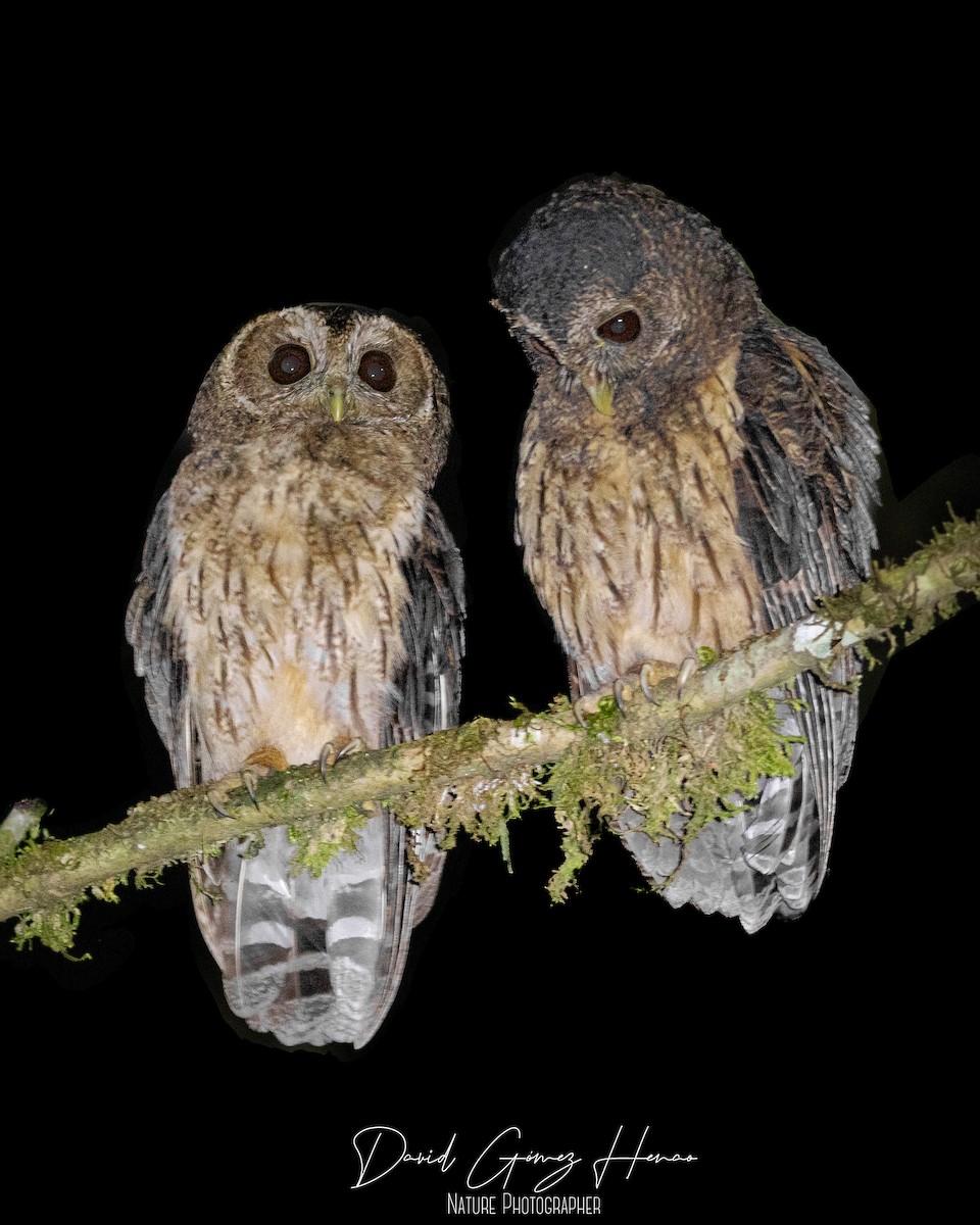 Mottled Owl - ML626772392