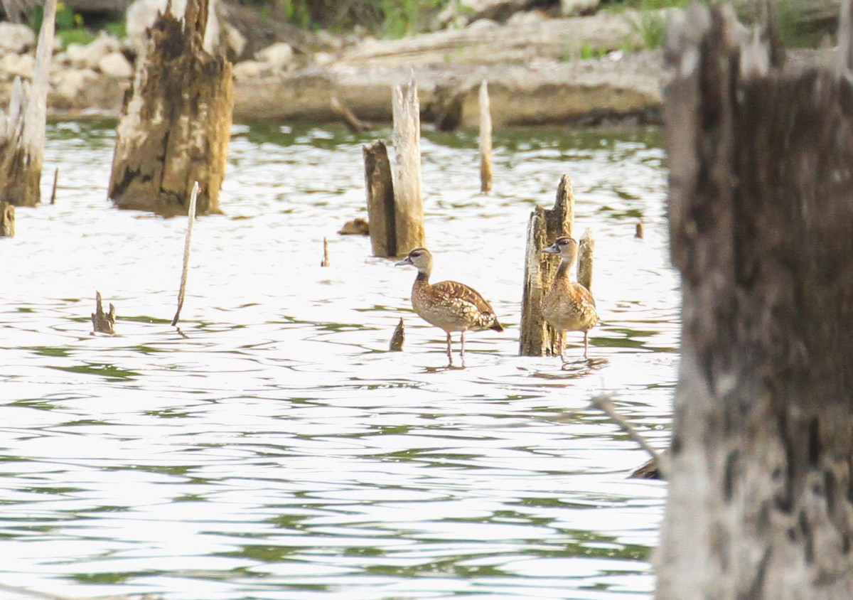 Spotted Whistling-Duck - ML626772523