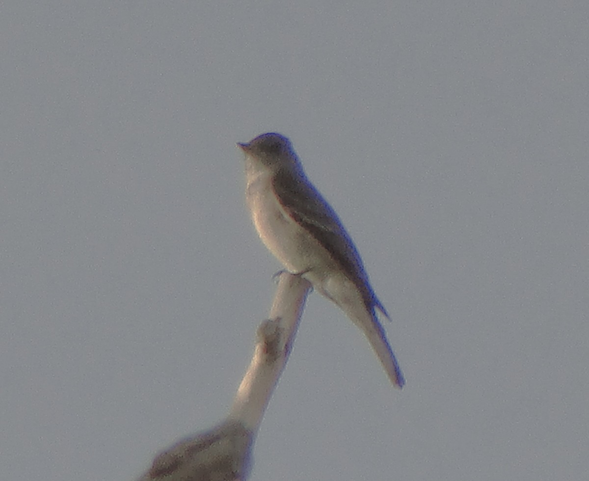 Gray Flycatcher - ML626772995