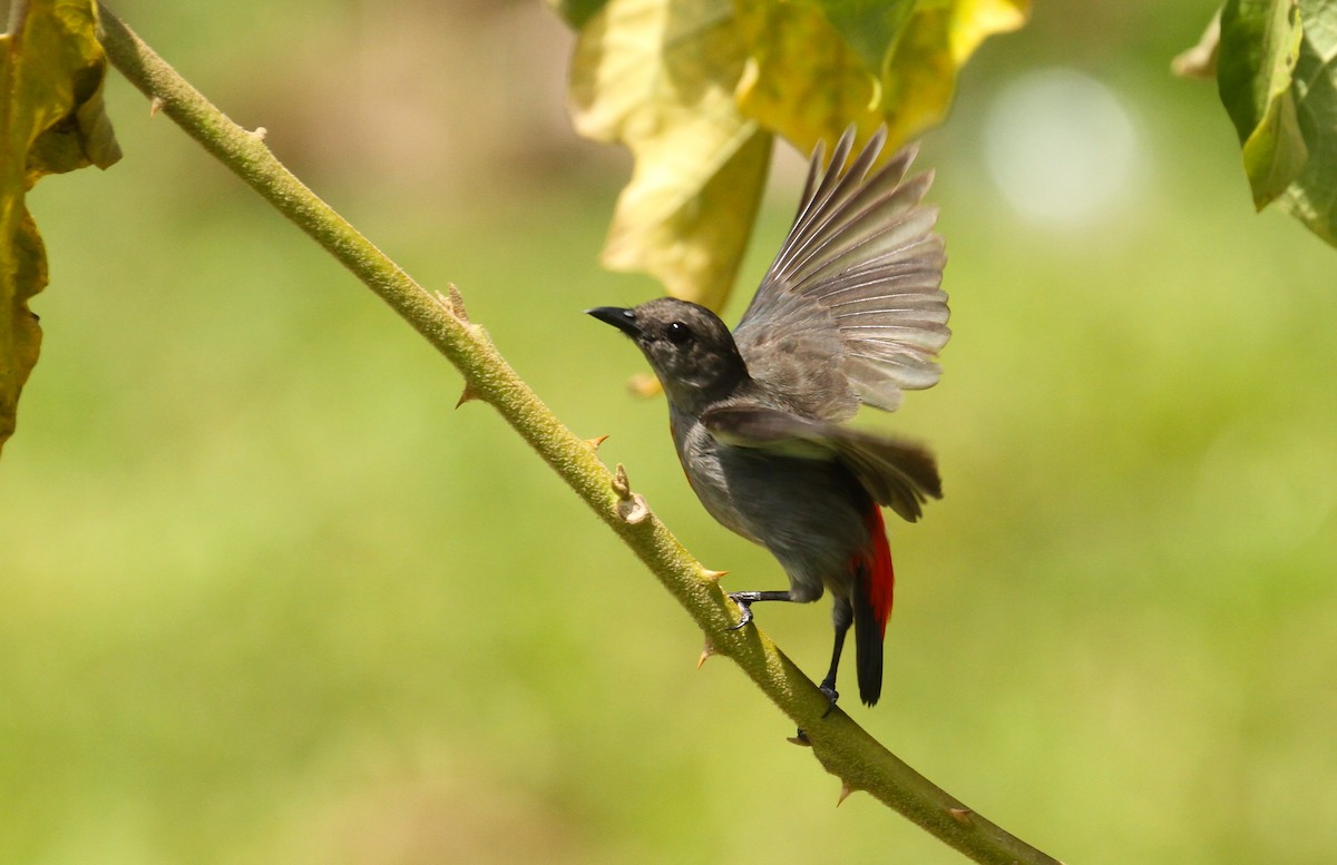 Ashy Flowerpecker - ML626772996
