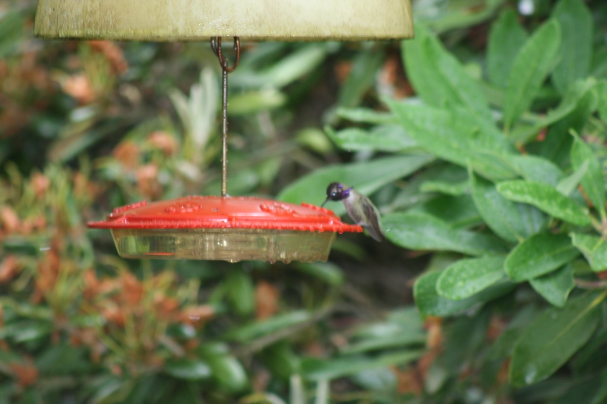 Costa's Hummingbird - ML626773429