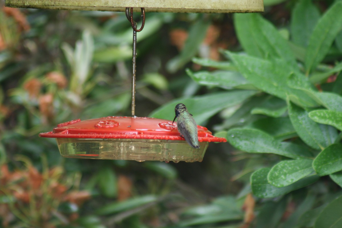 Costa's Hummingbird - ML626773430