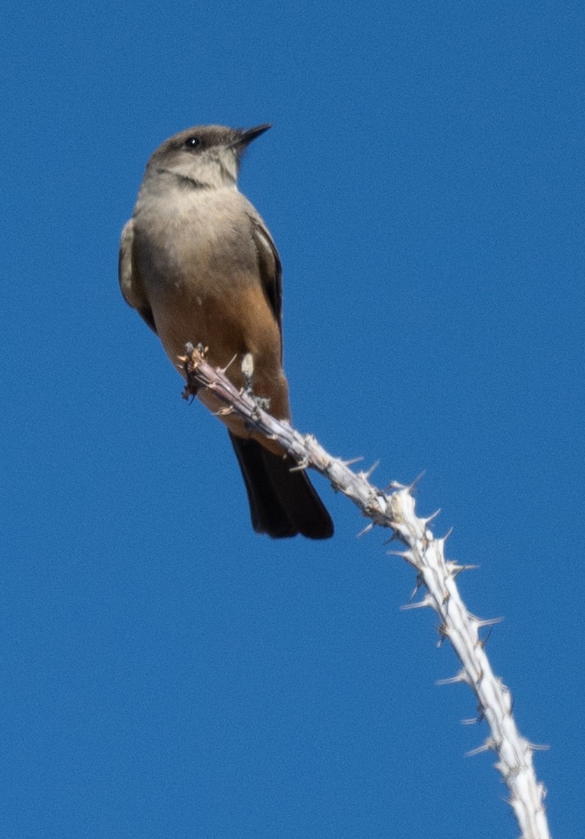 Say's Phoebe - ML626773475