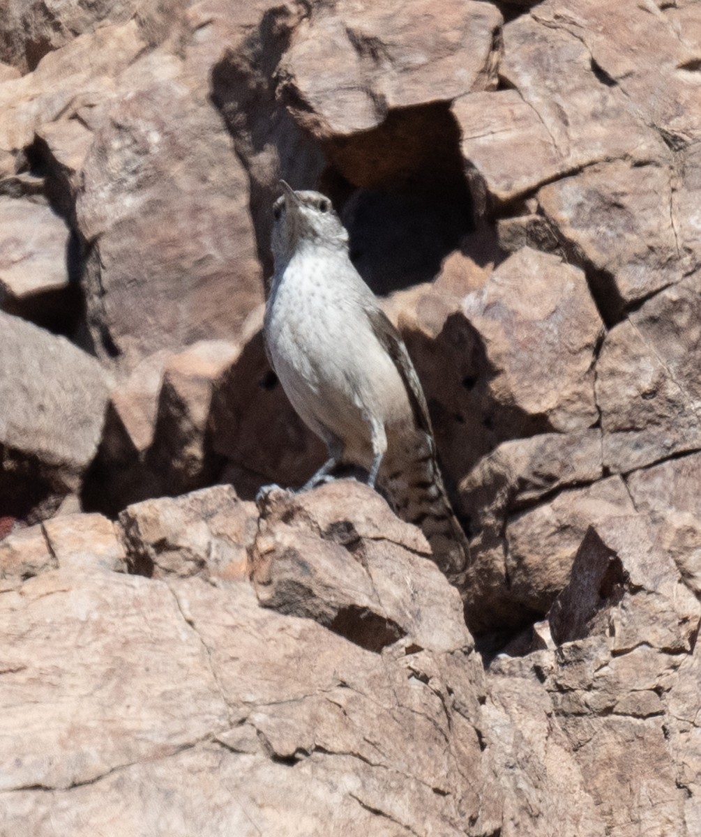 Rock Wren - ML626773485