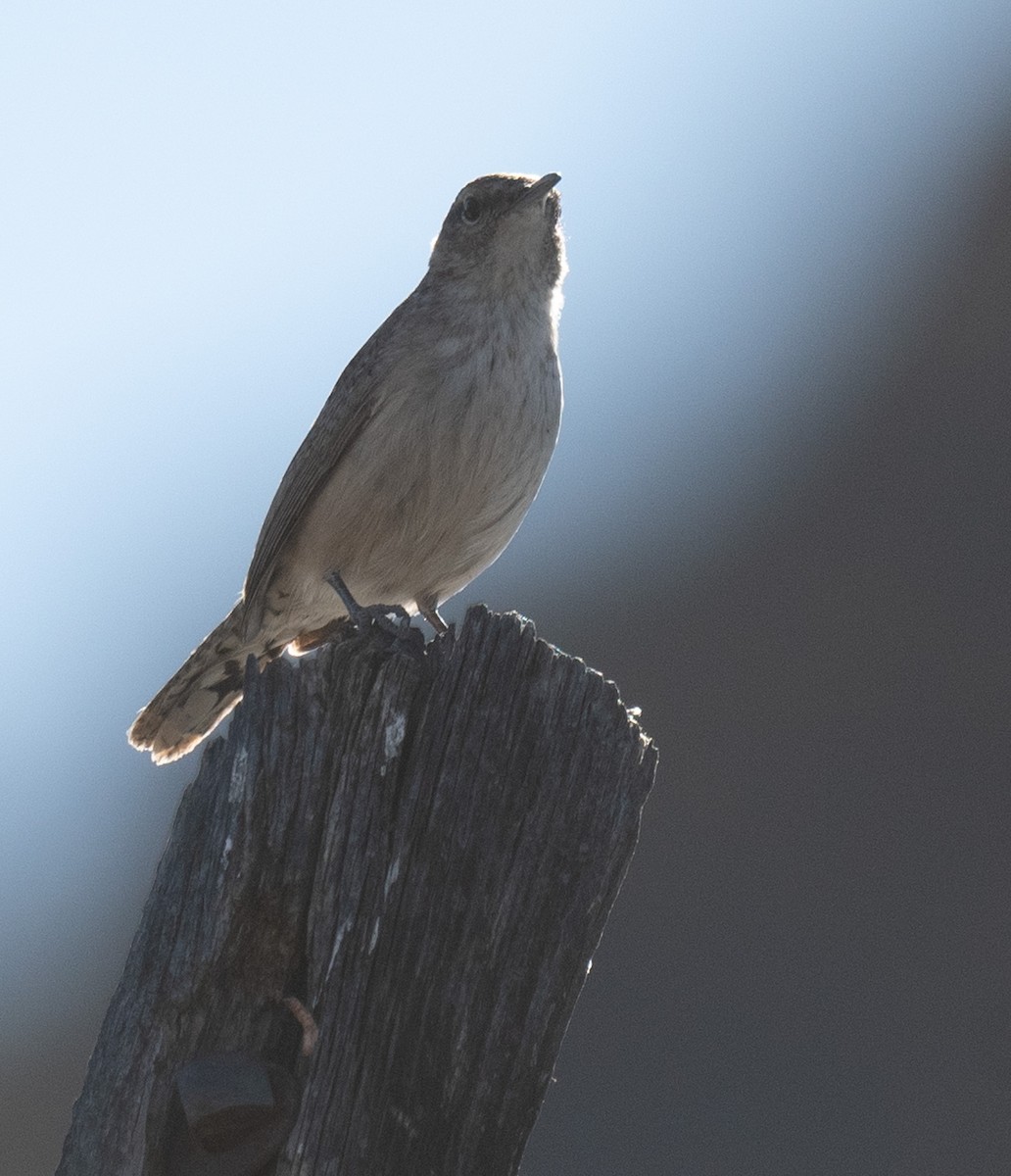 Rock Wren - ML626773486