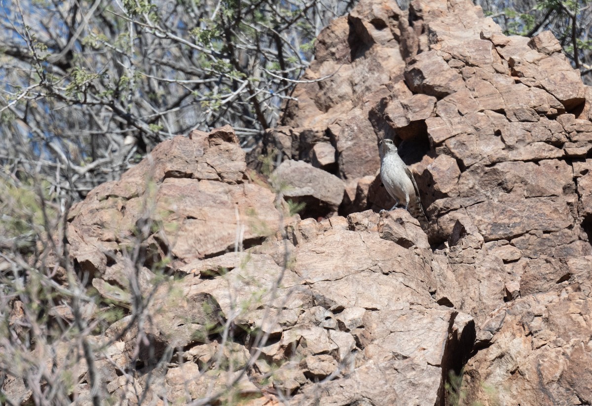 Rock Wren - ML626773487