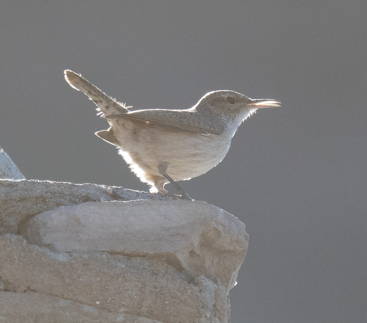 Rock Wren - ML626773491