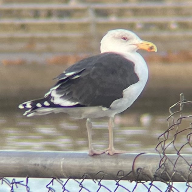 Great Black-backed Gull - ML626773833