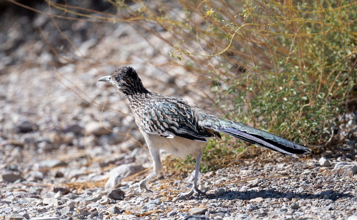 Greater Roadrunner - ML626774396