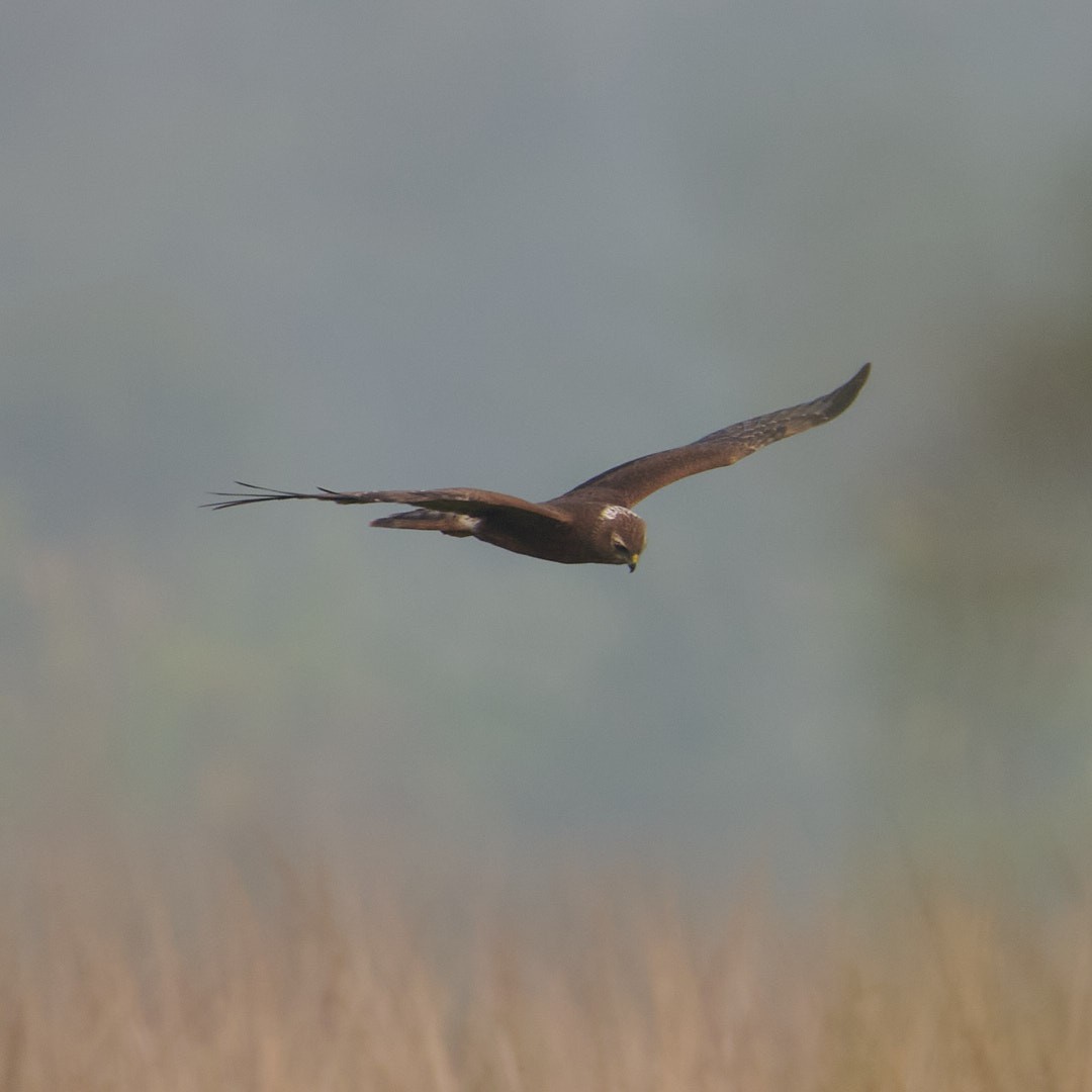 Pied Harrier - ML626774590