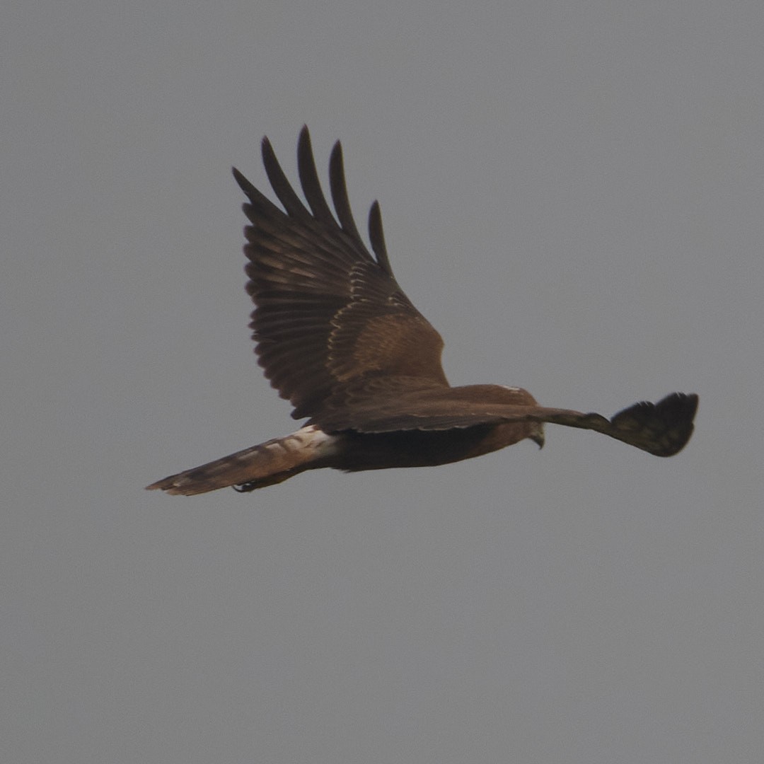 Pied Harrier - ML626774591