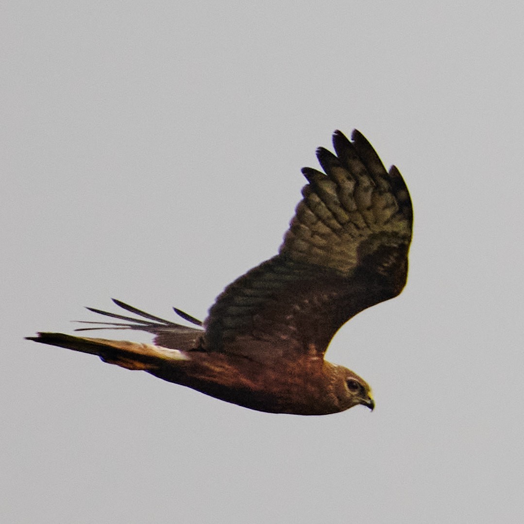 Pied Harrier - ML626774890