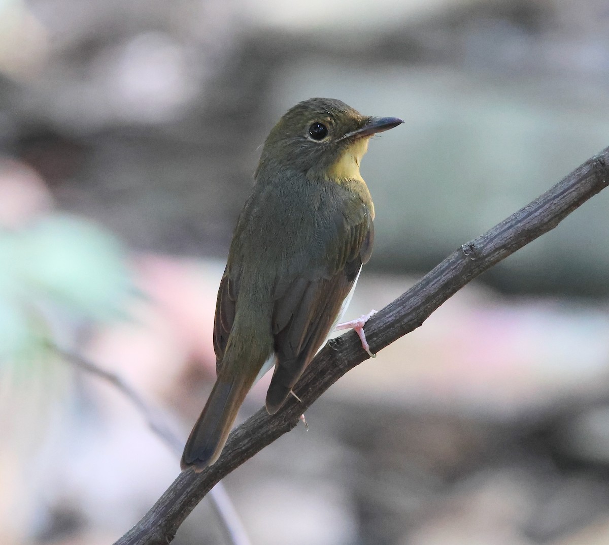 Large Blue Flycatcher - ML626774940