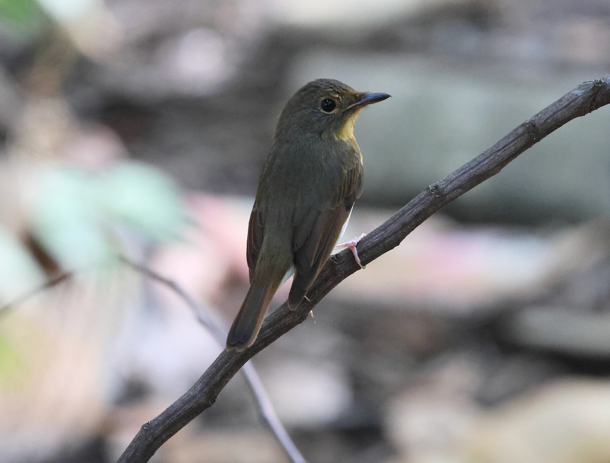 Large Blue Flycatcher - ML626774941