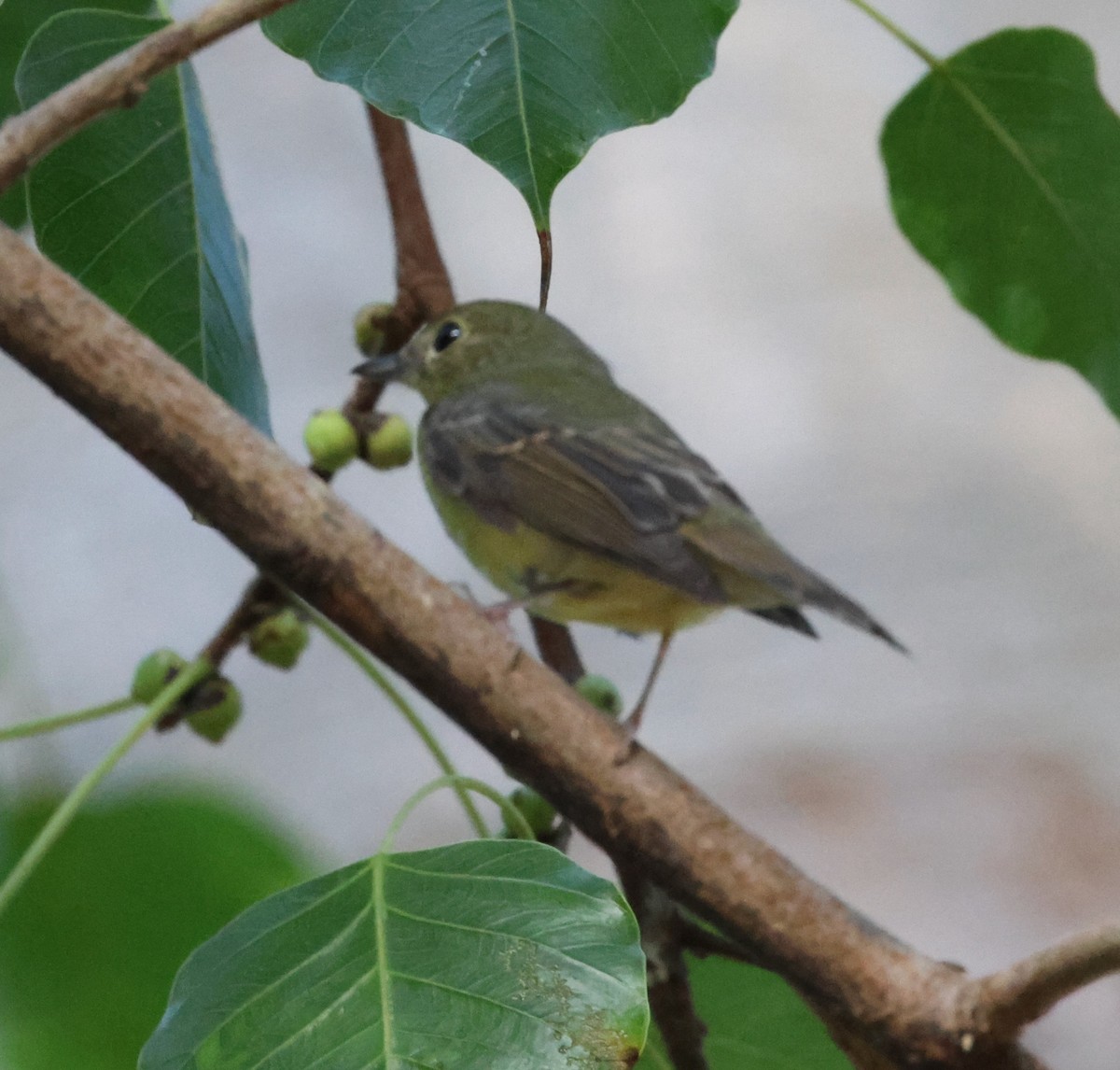 Green-backed Flycatcher - ML626774963