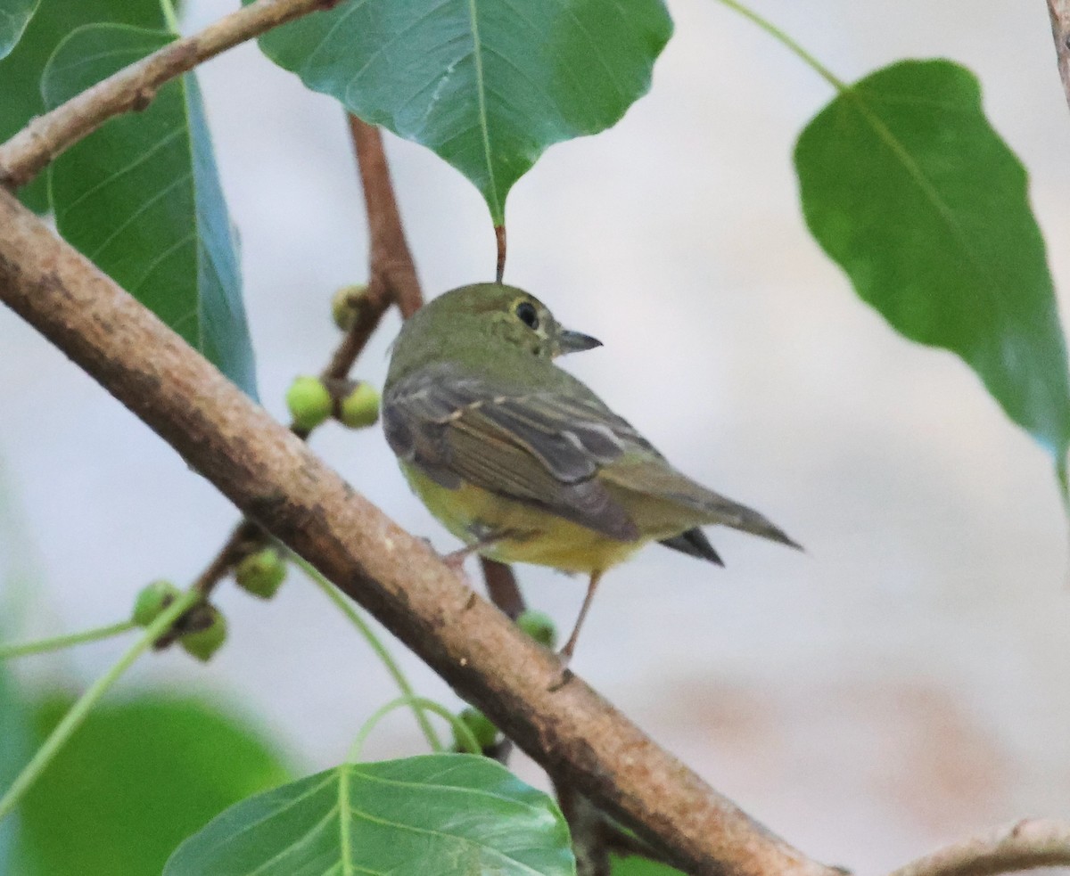 Green-backed Flycatcher - ML626774964