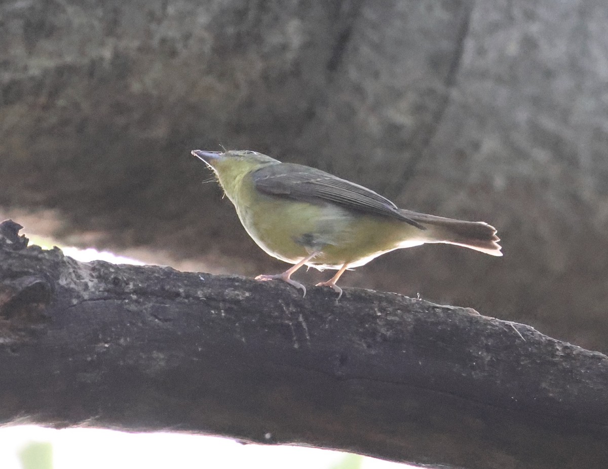 Green-backed Flycatcher - ML626774965