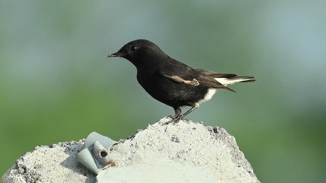 Variable Wheatear (Strickland's) - ML626774980