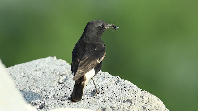 Variable Wheatear (Strickland's) - ML626774981