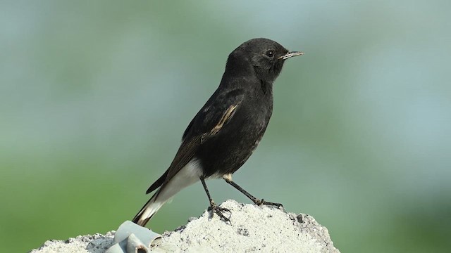 Variable Wheatear (Strickland's) - ML626774982