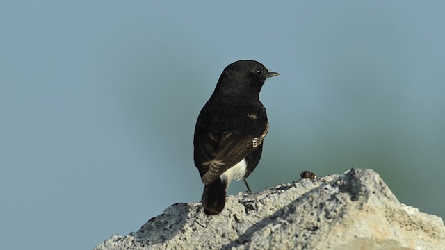 Variable Wheatear (Strickland's) - ML626774983