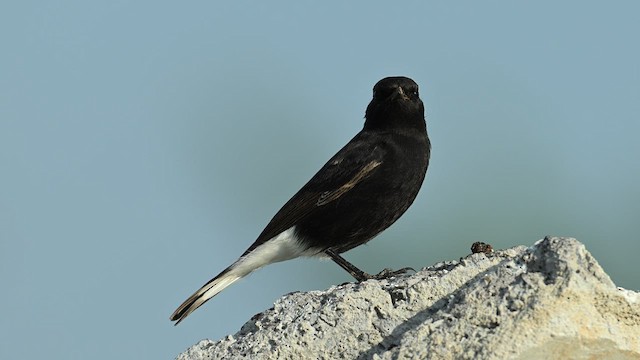 Variable Wheatear (Strickland's) - ML626774984