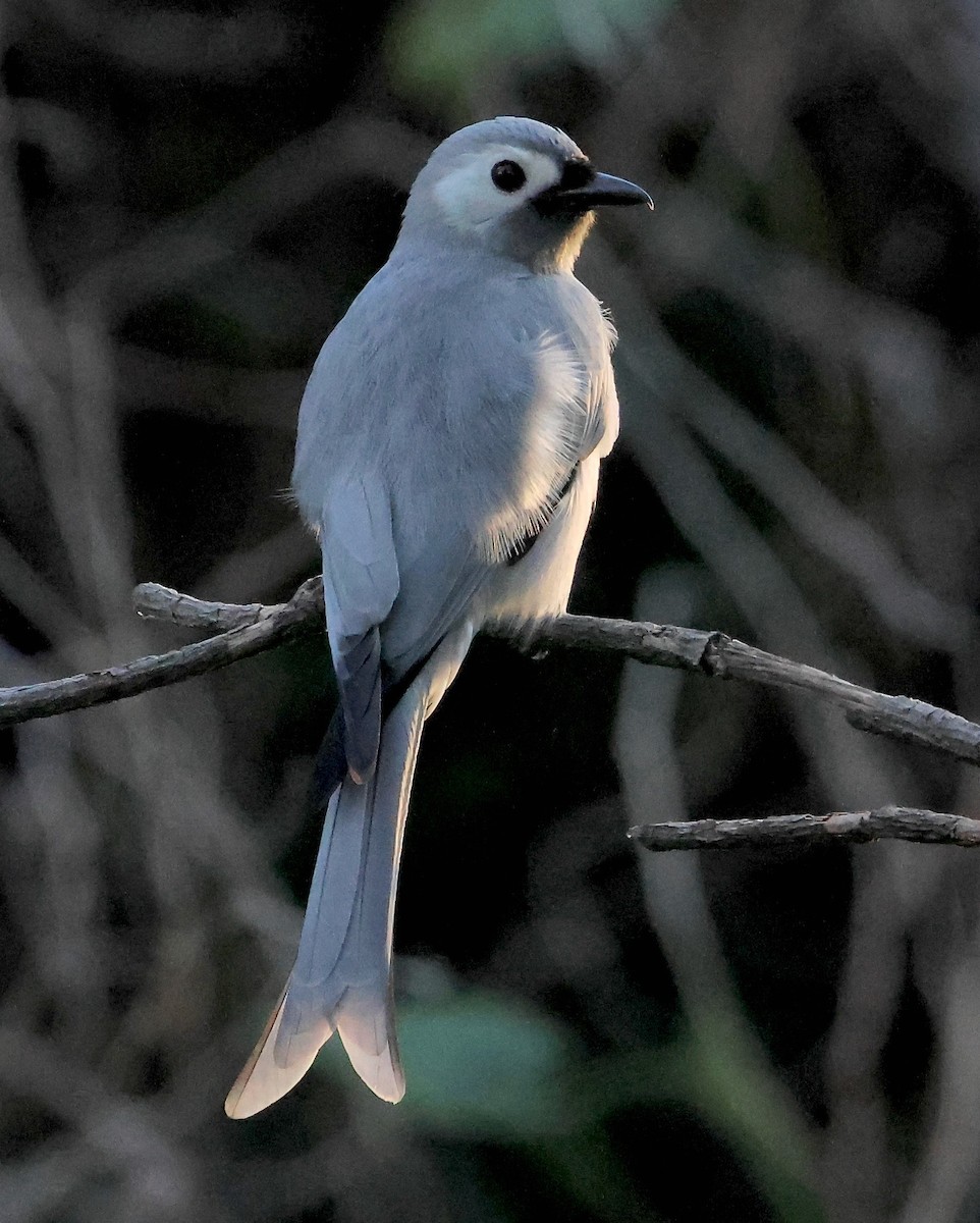 Ashy Drongo (Hainan/White-cheeked/White-lored) - ML626774986