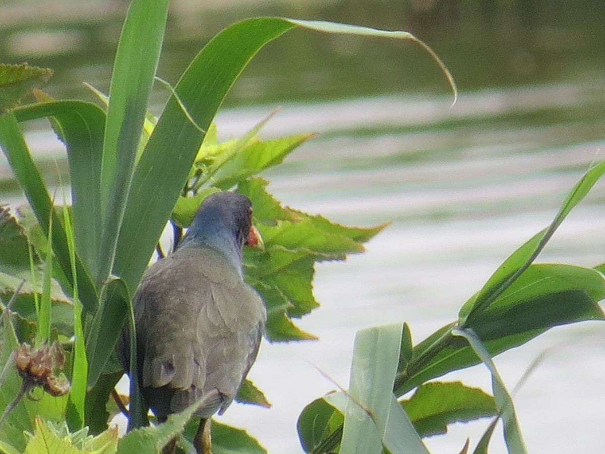 Purple Gallinule - ML62677501