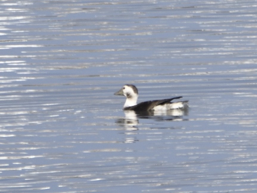 Long-tailed Duck - ML626775078