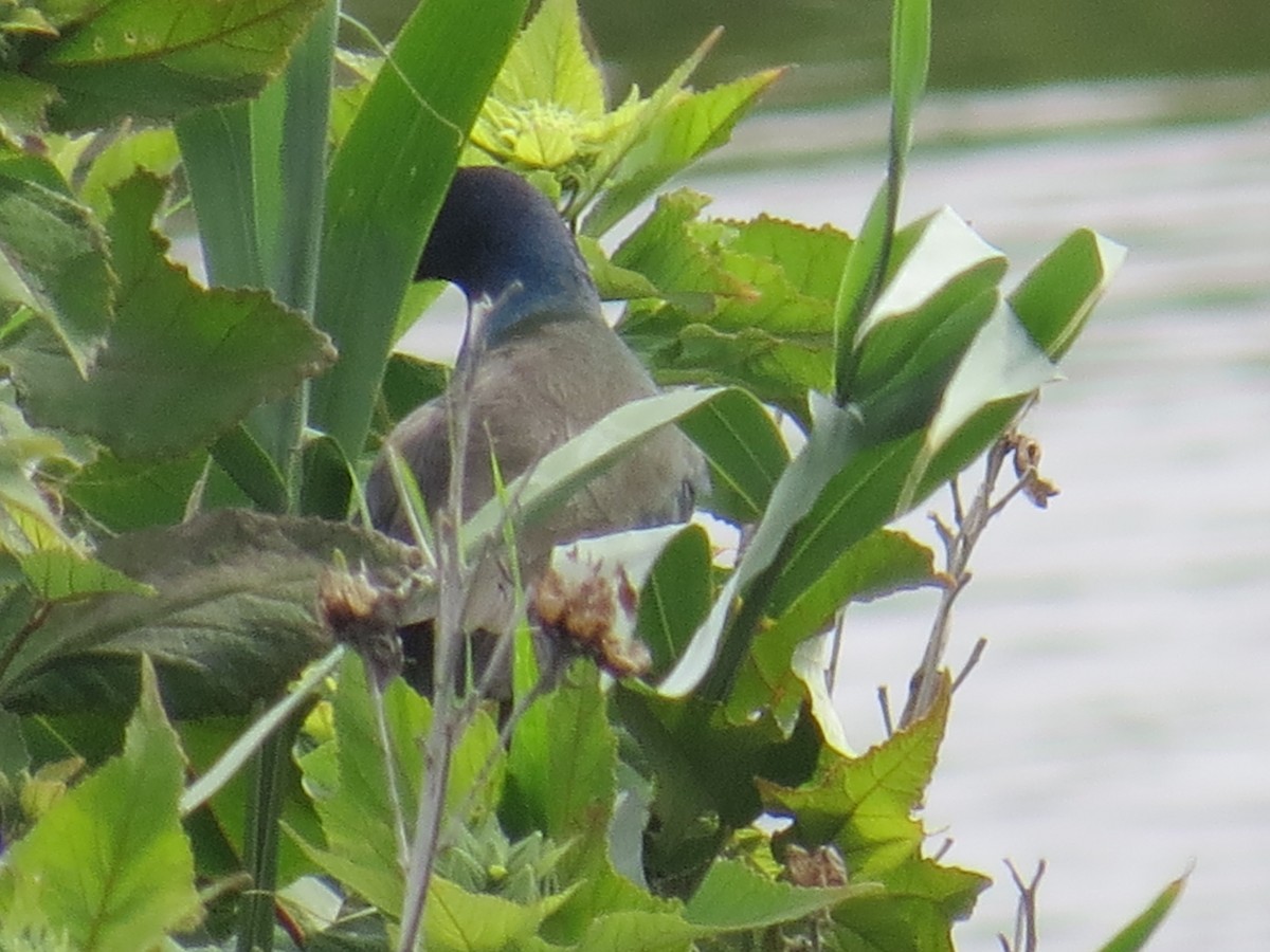 Purple Gallinule - ML62677511