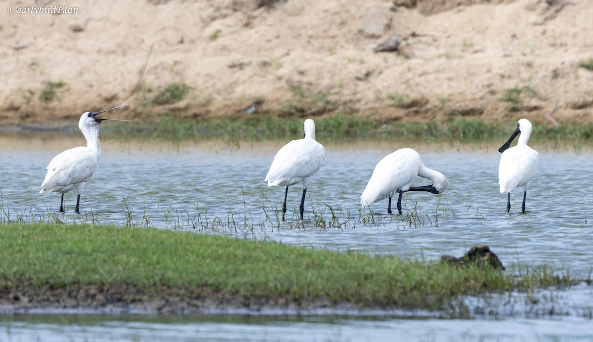 Black-faced Spoonbill - ML626775144