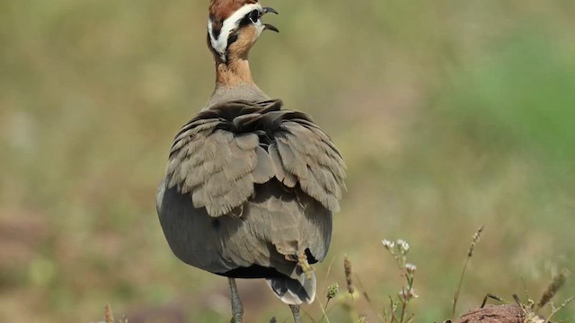 Indian Courser - ML626775161