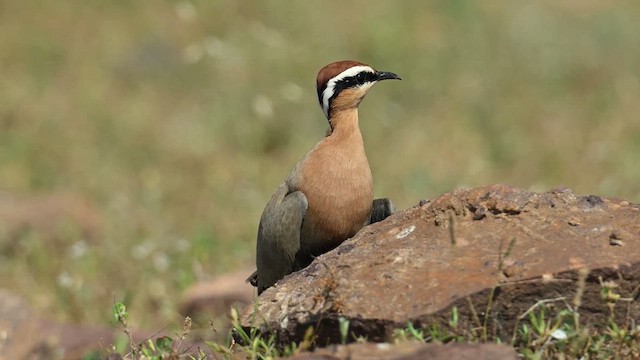 Indian Courser - ML626775162