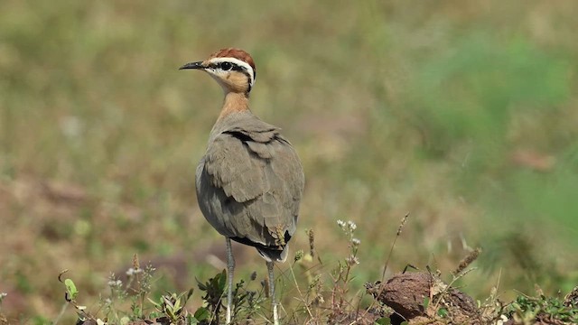 Indian Courser - ML626775163