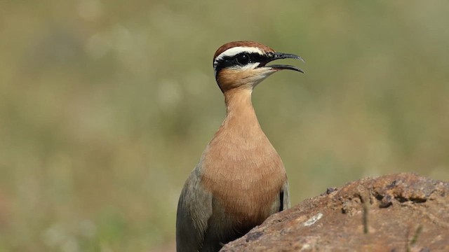 Indian Courser - ML626775164